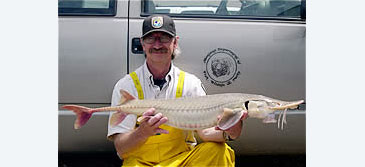 157_US Fish and Wildlife Service_Shovelnose Sturgeon_Scaphirhynchus platorynchus.jpg
